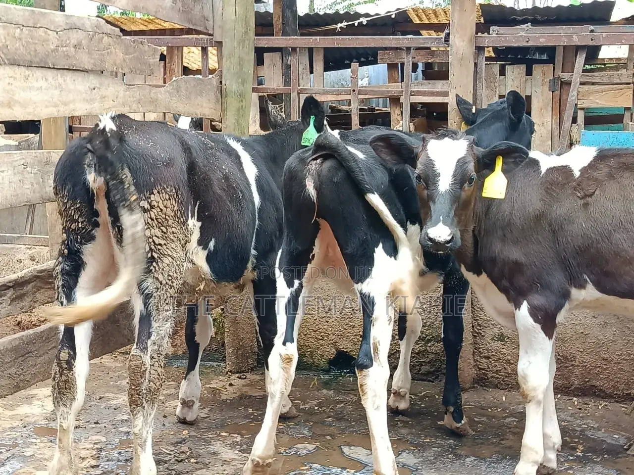 Friesian Dairy Cows for Sale in Kenya