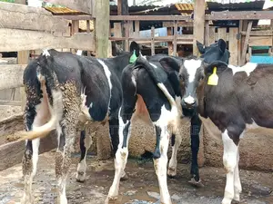 Friesian Dairy Cows for Sale in Kenya