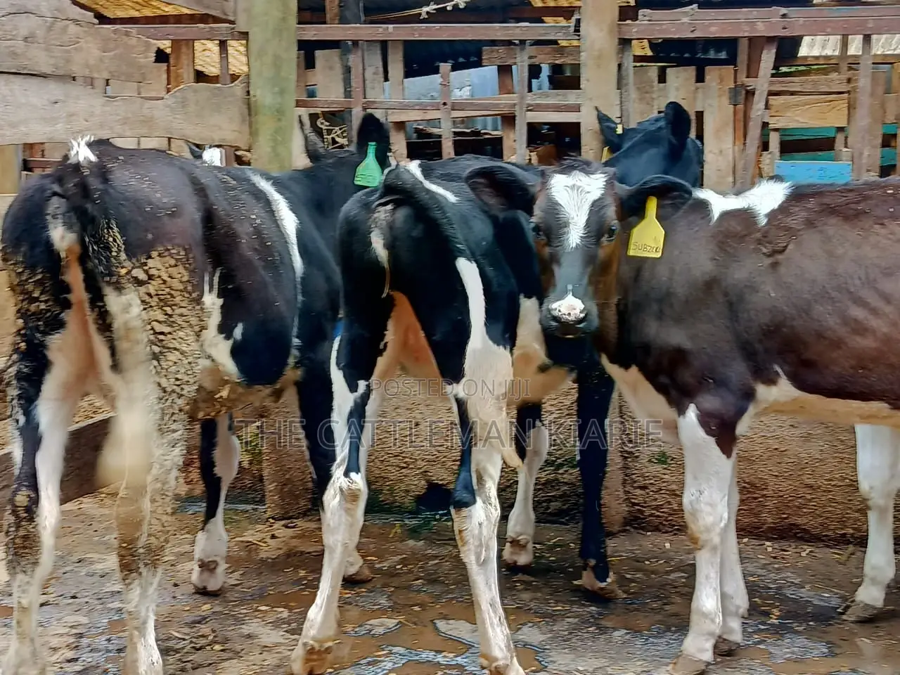 Friesian Dairy Cows for Sale in Kenya