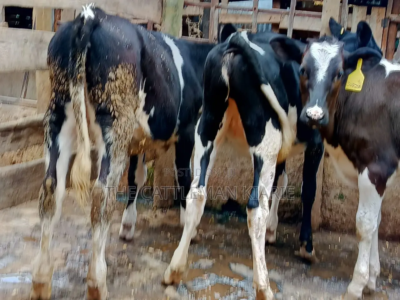 Friesian Dairy Cows for Sale in Kenya