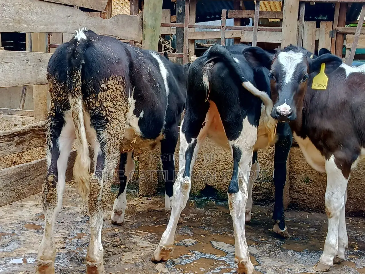 Friesian Dairy Cows for Sale in Kenya