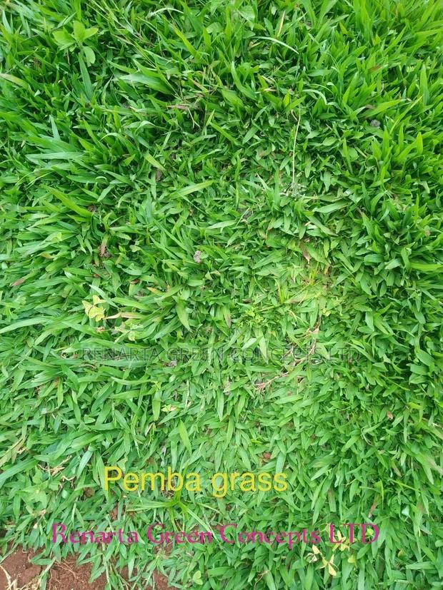 Pemba Grass Wholesale - thumbnail 2