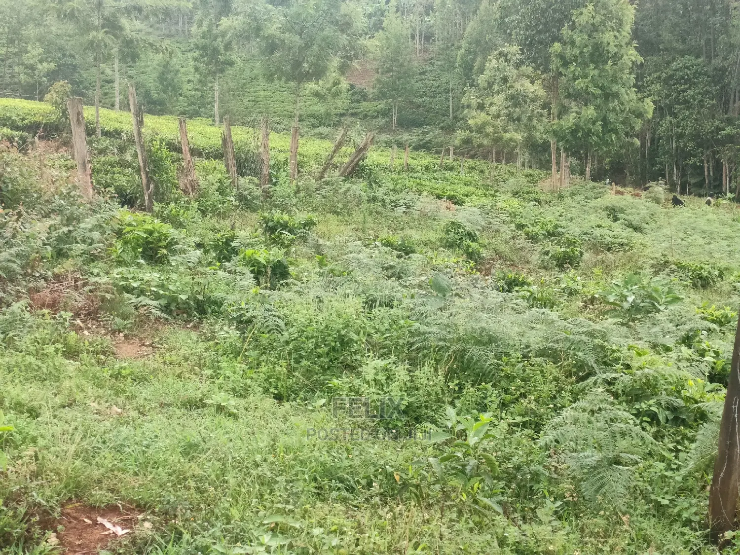1 Acre Othaya/Gitundu