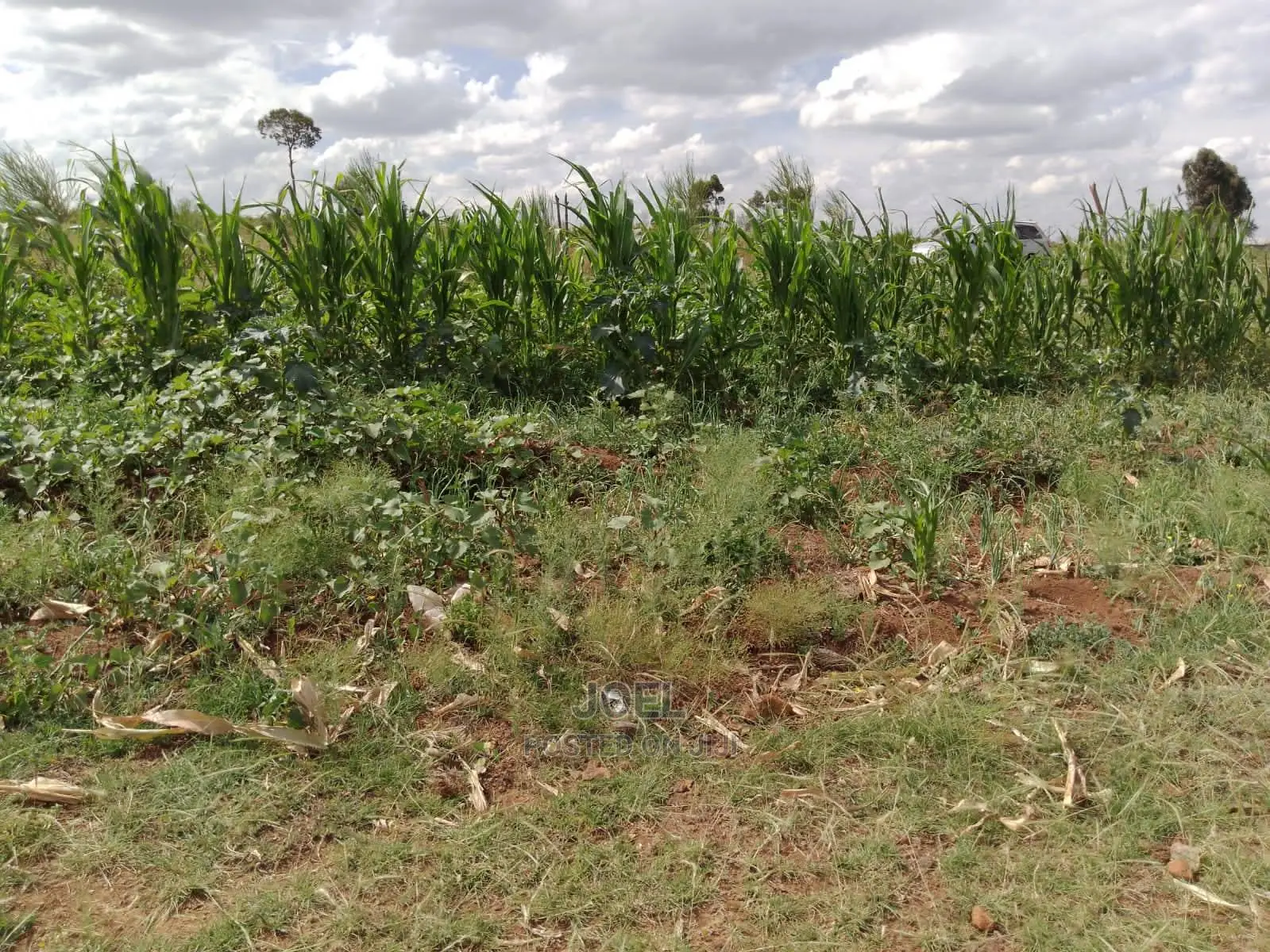 Matuu 5 Acres Land in Matuu Land & Plots for Sale, Joel Jiji.co.ke