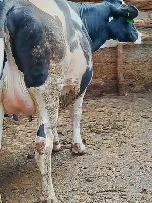 Friesian Holstein for Sale in Kenya