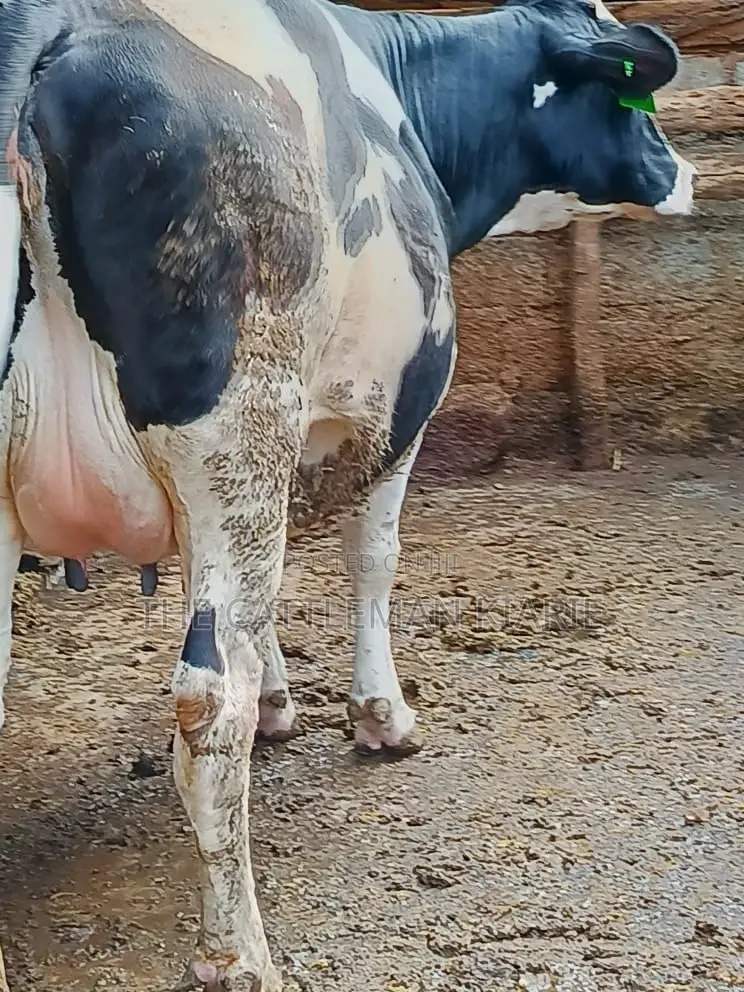 Friesian Holstein for Sale in Kenya