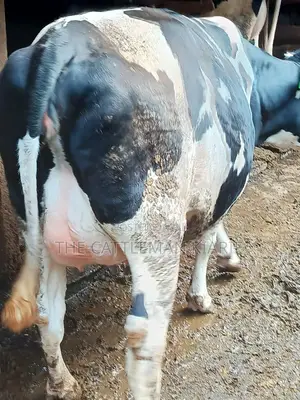 Friesian Holstein for Sale in Kenya