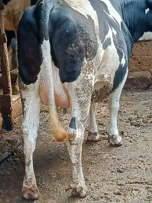 Friesian Holstein for Sale in Kenya