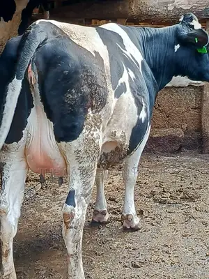 Friesian Holstein for Sale in Kenya