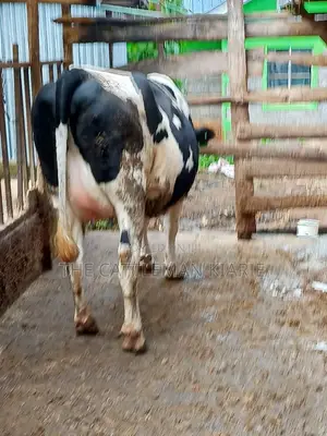 Friesian Holstein for Sale in Kenya