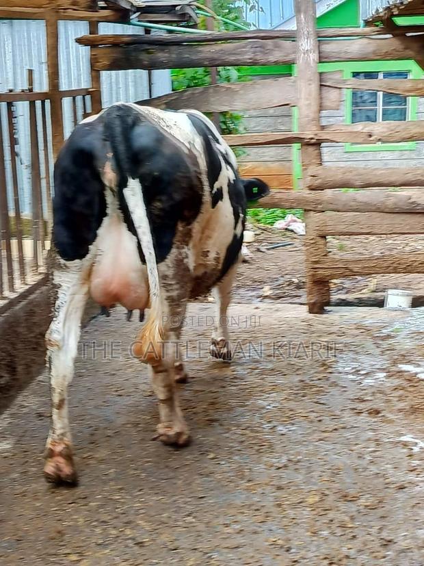 Friesian Holstein for Sale in Kenya - thumbnail 7