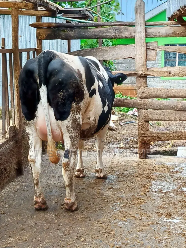 Friesian Holstein for Sale in Kenya