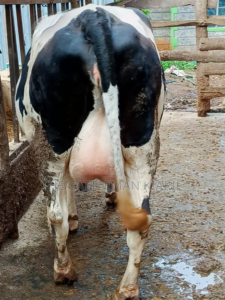 Friesian Holstein for Sale in Kenya
