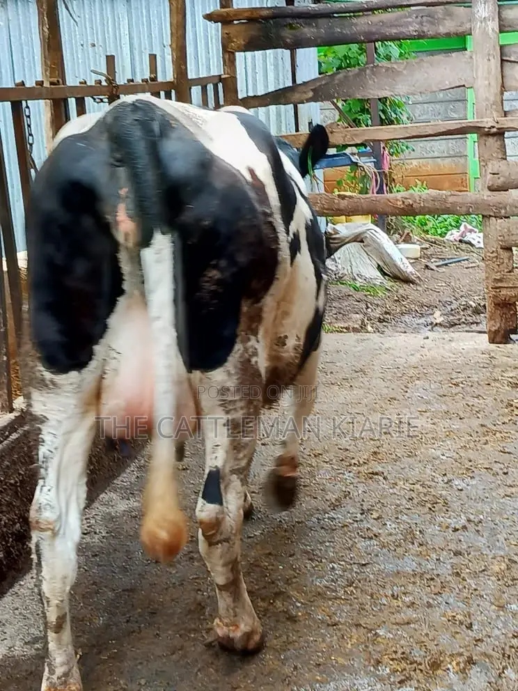 Friesian Holstein for Sale in Kenya