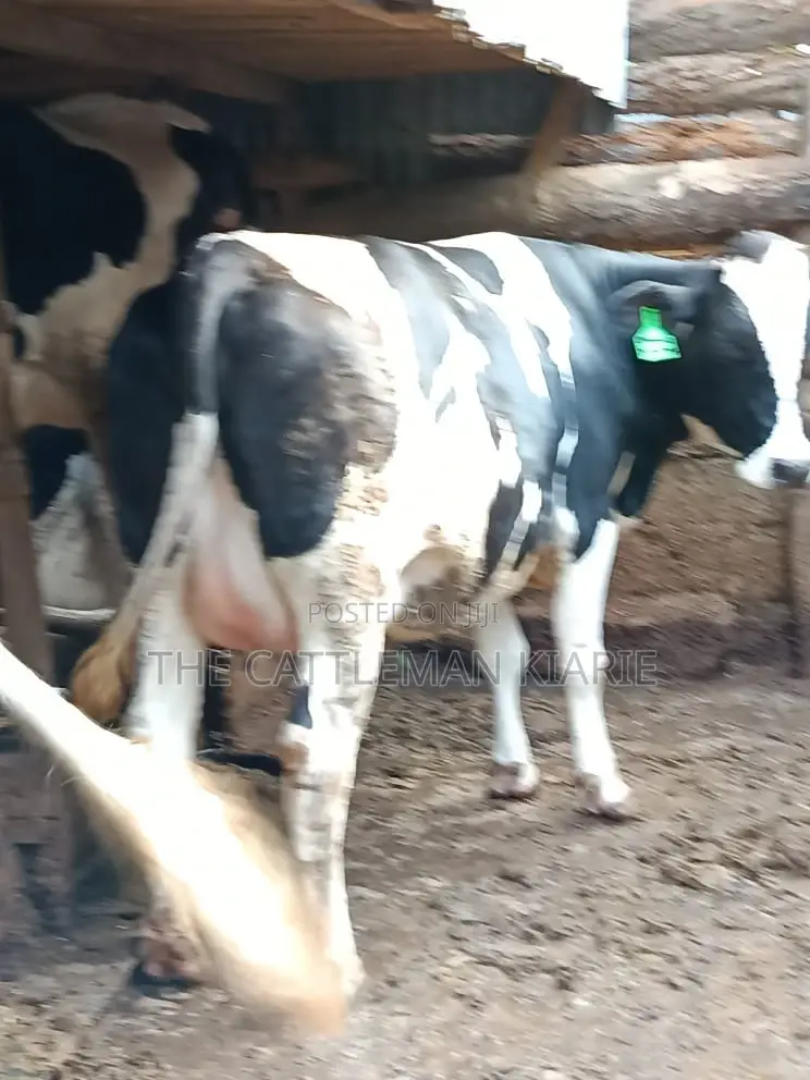 Friesian Holstein for Sale in Kenya