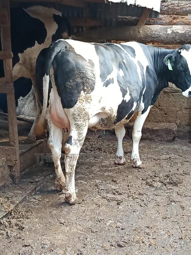 Friesian Holstein for Sale in Kenya - thumbnail 12