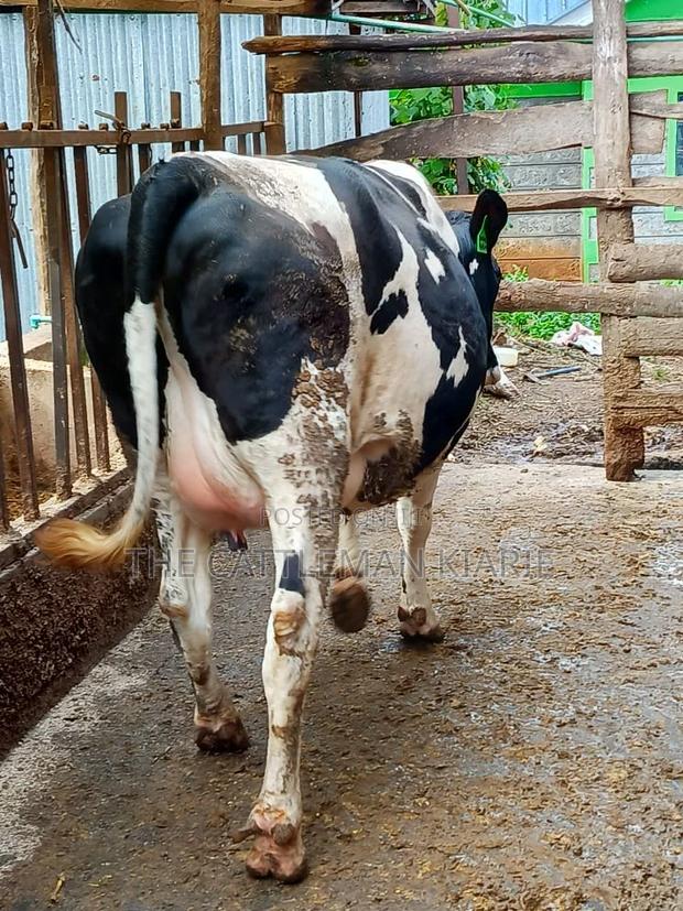 Friesian Holstein for Sale in Kenya - thumbnail 13