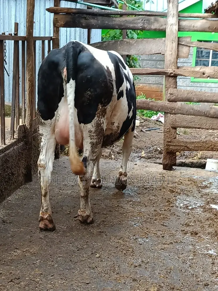 Friesian Holstein for Sale in Kenya