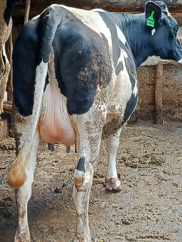 Friesian Holstein for Sale in Kenya