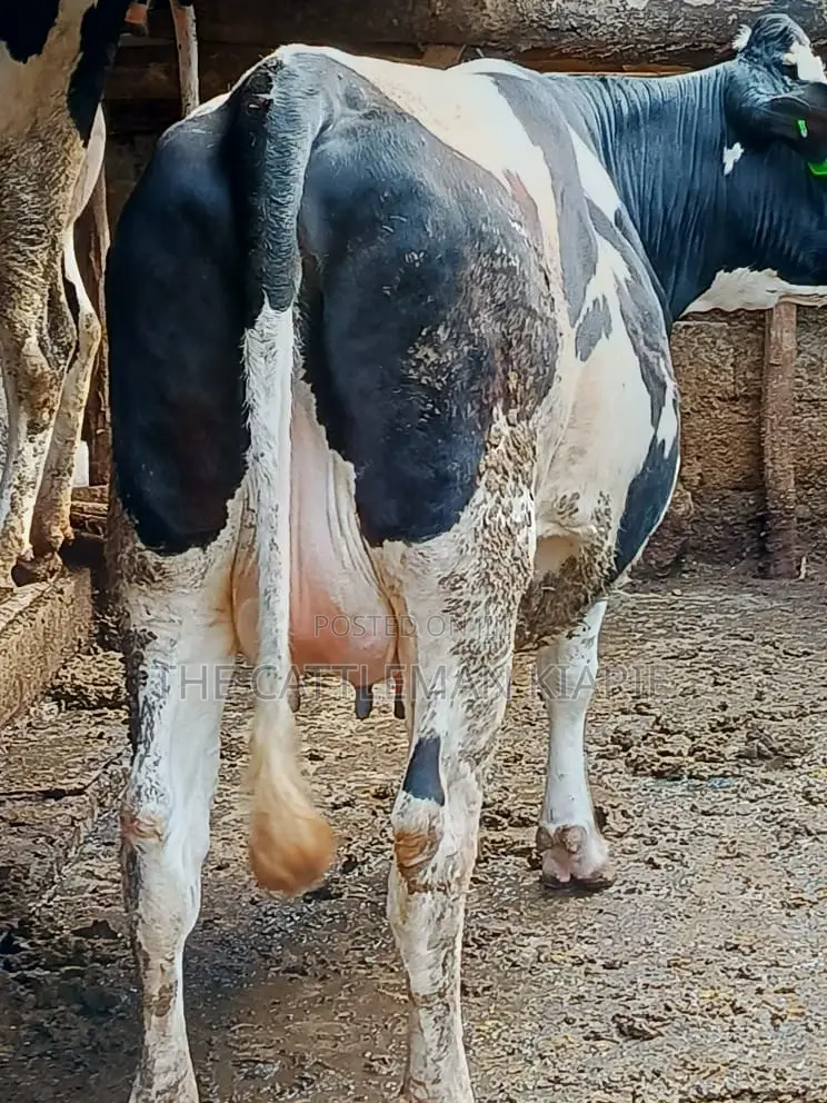 Friesian Holstein for Sale in Kenya