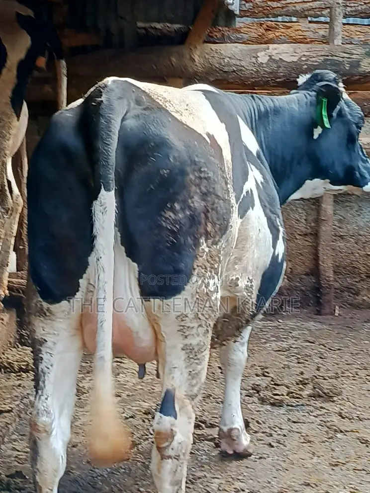 Friesian Holstein for Sale in Kenya