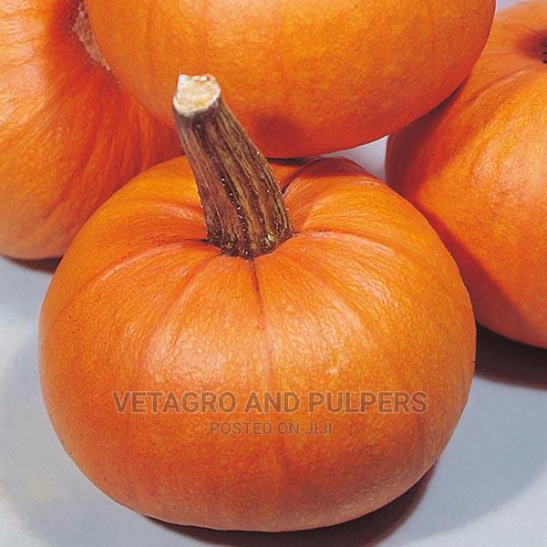 Easeed Pumpkin Small Sugar - thumbnail 4