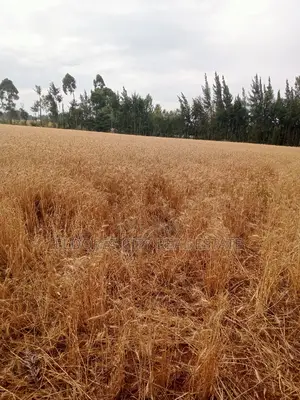5 Acres Ilula With Title Arable