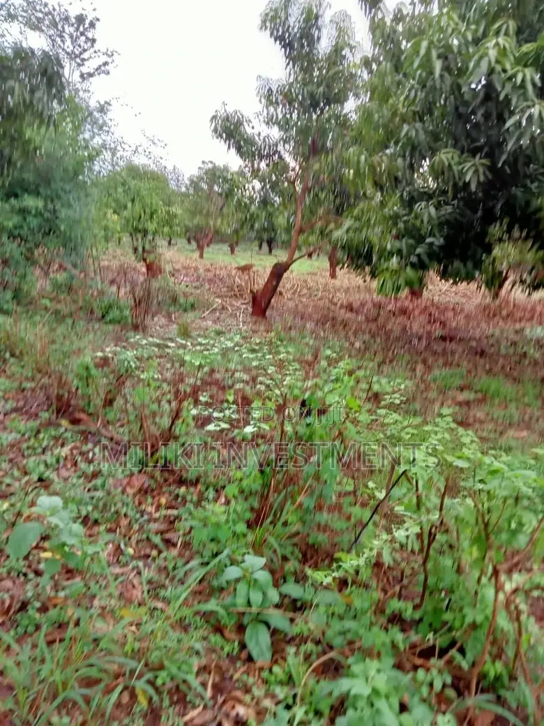 4 Acres on Sale at Mbombo