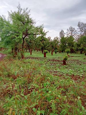 4 Acres on Sale at Mbombo - thumbnail 2