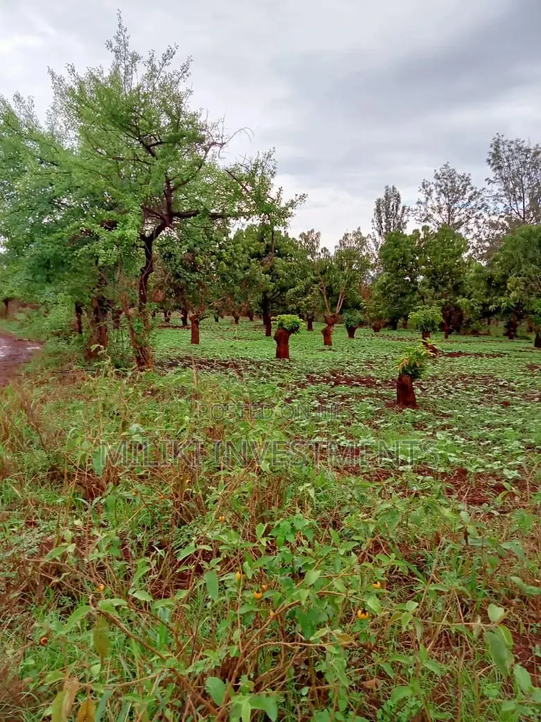 4 Acres on Sale at Mbombo