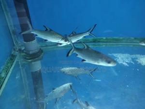 Bala Sharks for Aquarium Freshwater - thumbnail 2