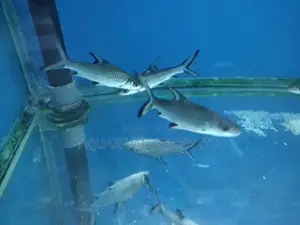 Bala Sharks for Aquarium Freshwater
