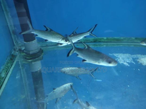 Bala Sharks for Aquarium Freshwater - main view