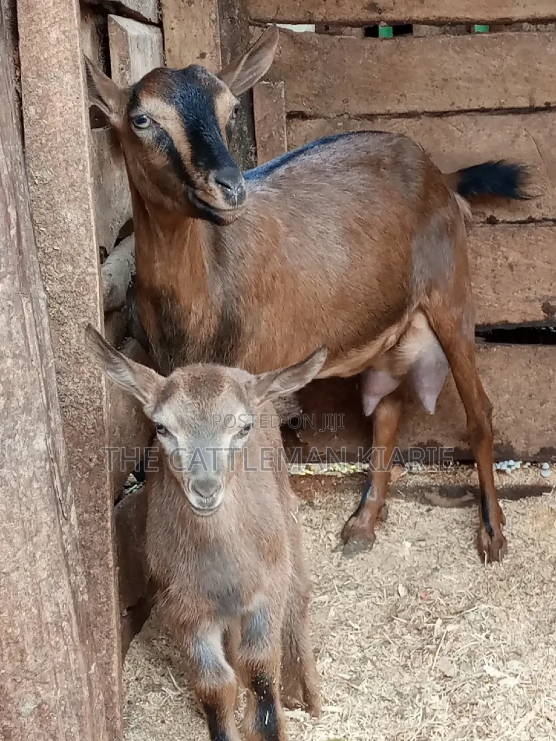 Alpine Goat