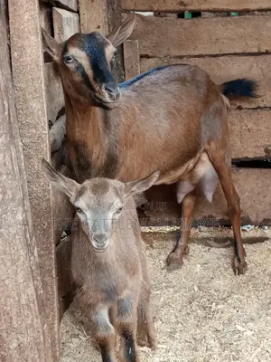 Alpine Goat