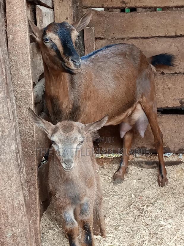 Alpine Goat - main view