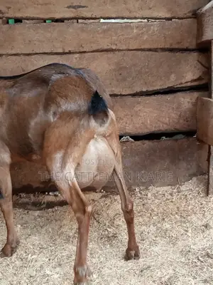 Alpine Goat