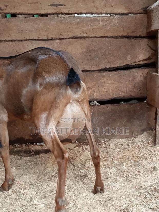 Alpine Goat - thumbnail 2