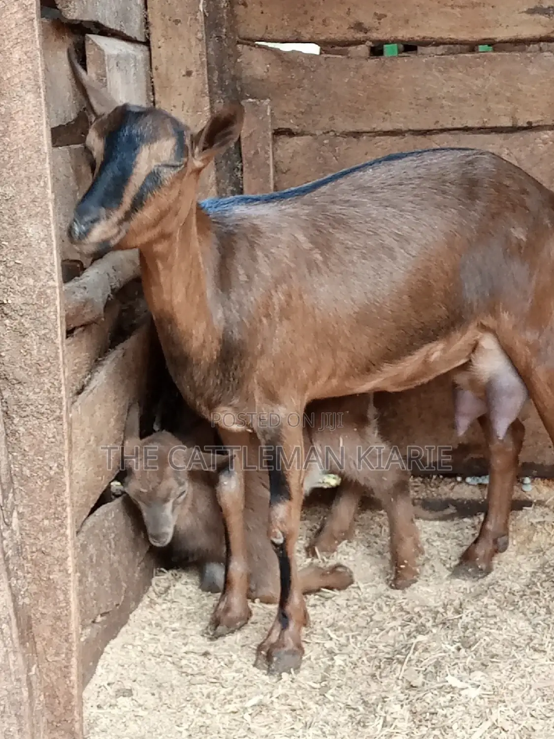 Alpine Goat