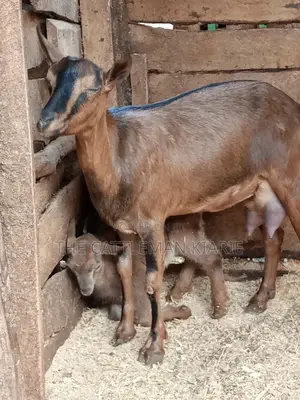 Alpine Goat