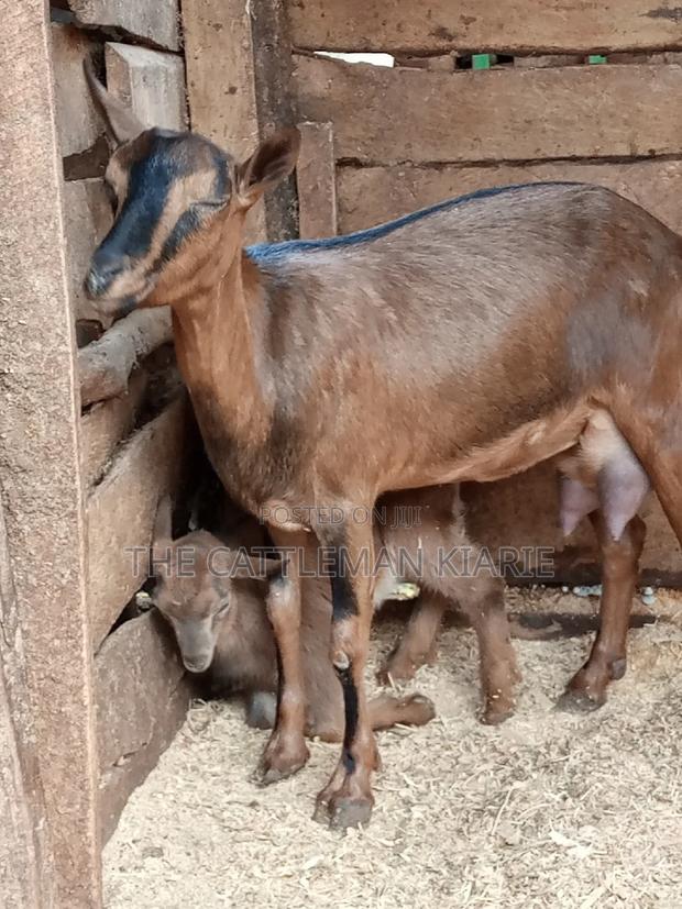 Alpine Goat - thumbnail 3