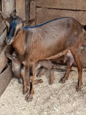 Alpine Goat
