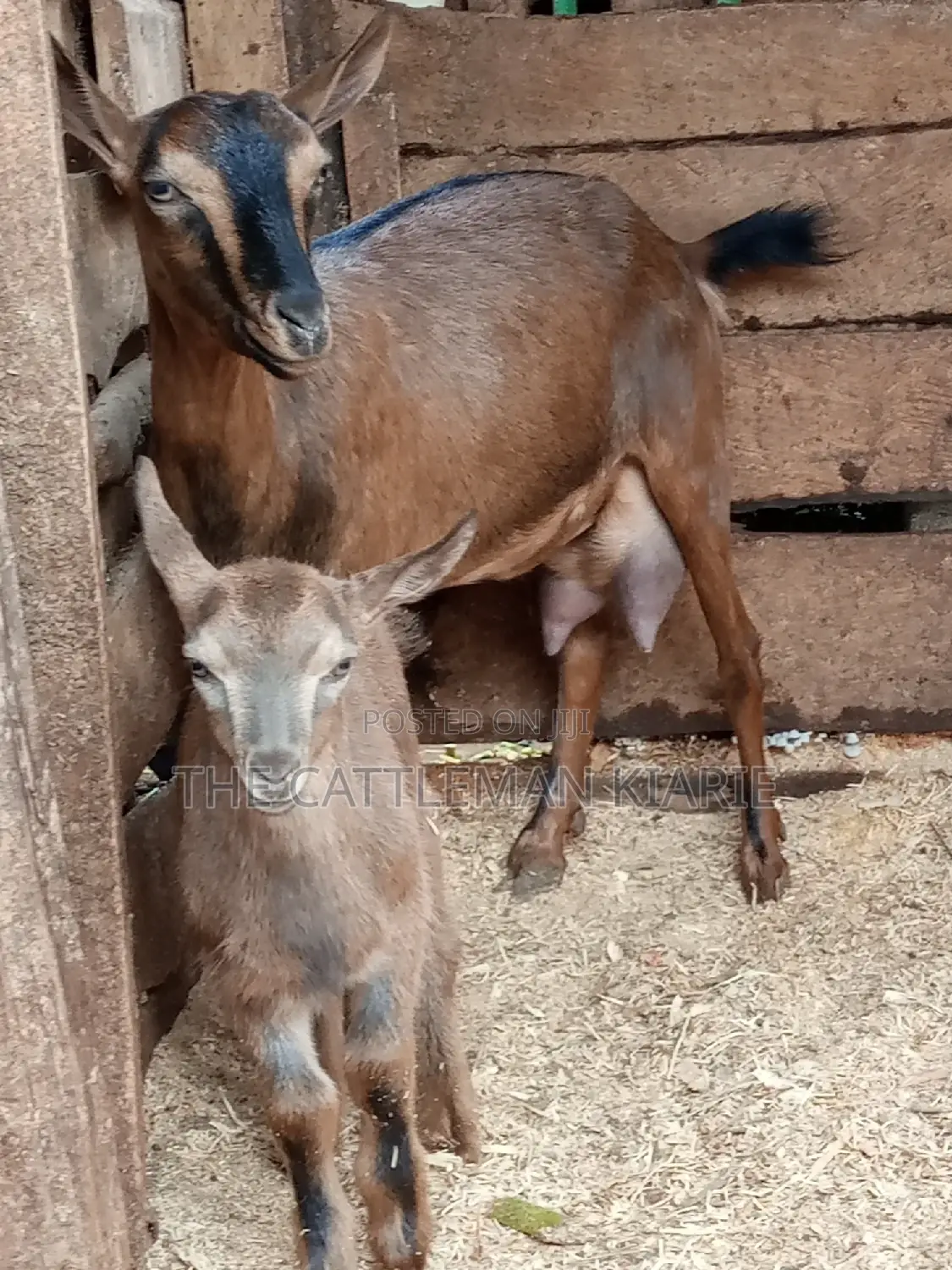Alpine Goat