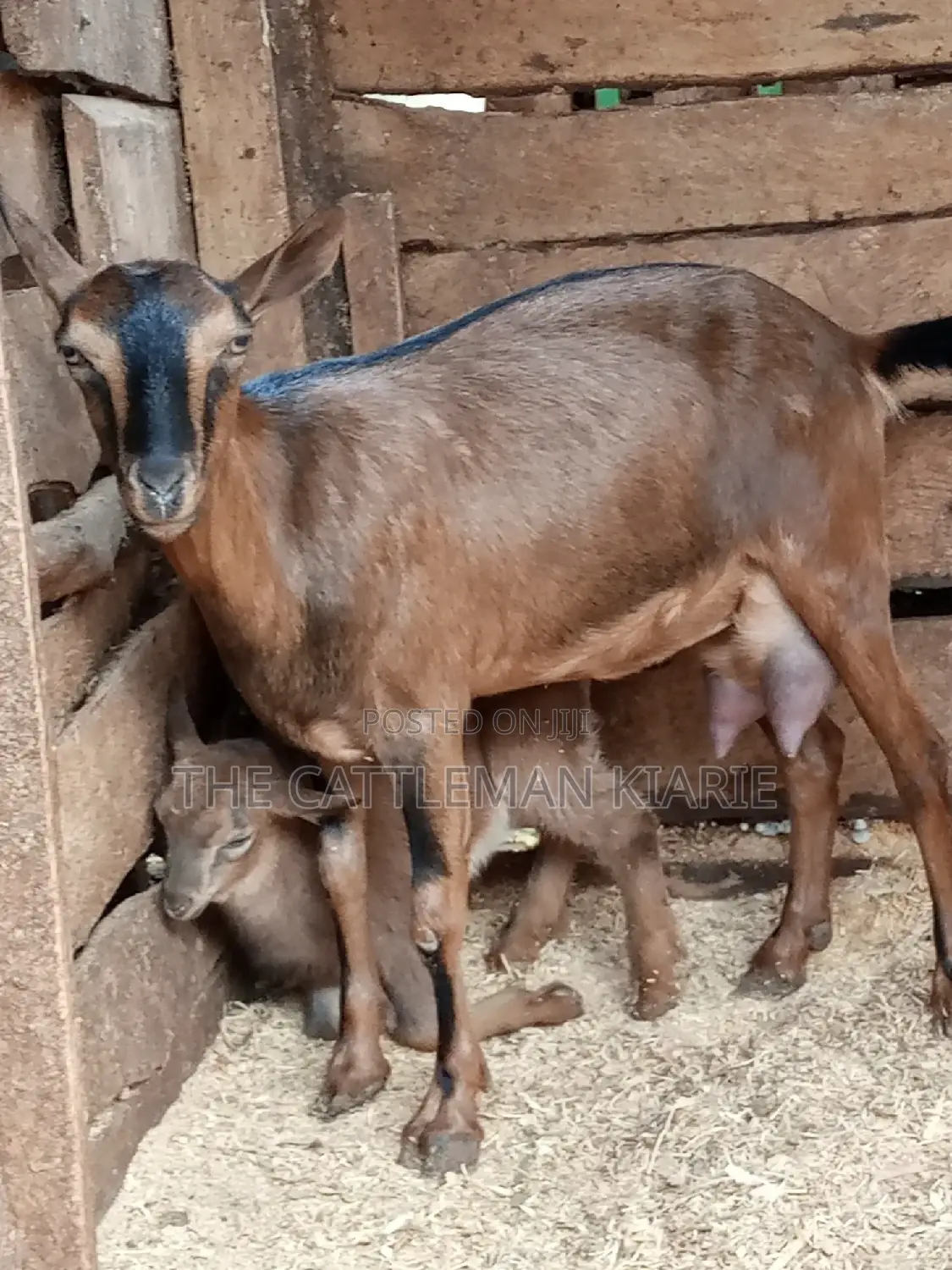 Alpine Goat
