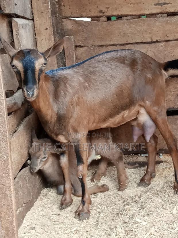 Alpine Goat - thumbnail 6