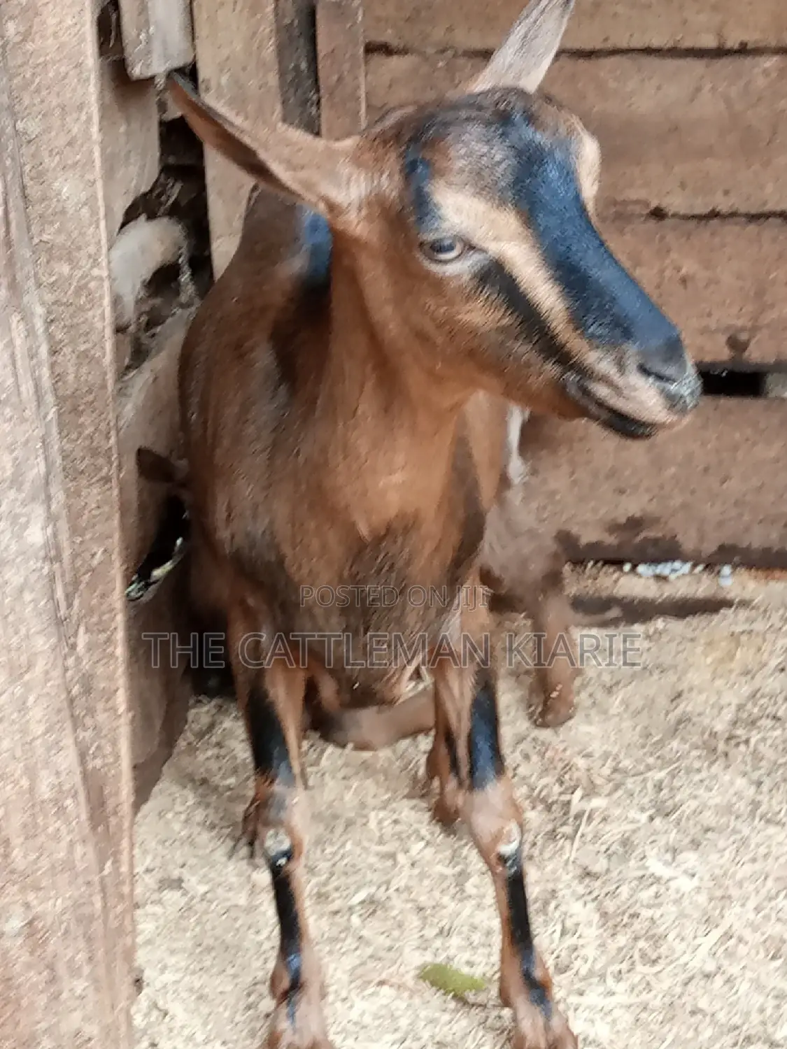 Alpine Goat