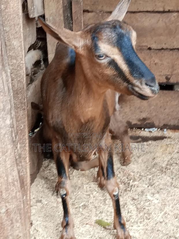 Alpine Goat - thumbnail 7