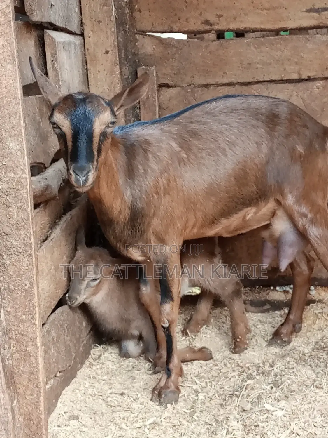 Alpine Goat