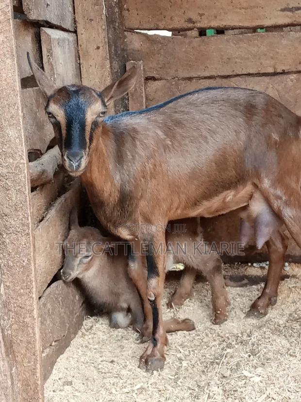 Alpine Goat - thumbnail 8