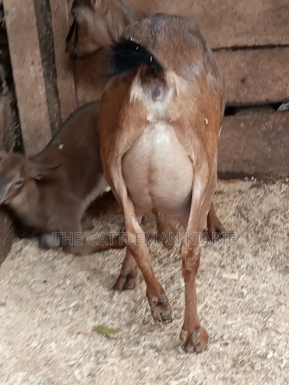 Alpine Goat